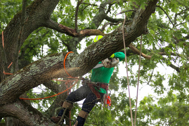 Best Firewood Processing and Delivery  in Irvine, KY