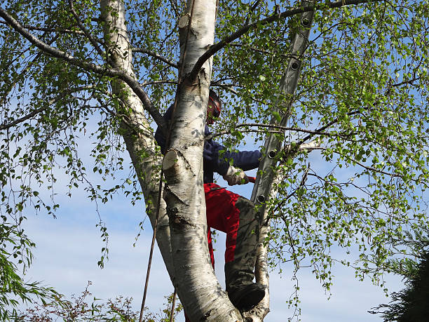 Best Tree Health Inspection  in Irvine, KY