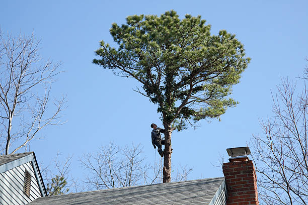 Best Root Management and Removal  in Irvine, KY